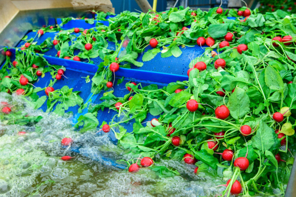 Fruit and vegetables washing polyester mesh conveyor belt